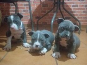 Amerikanische Staffordshireterrier blau PREMIUM