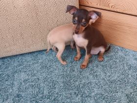 Prager Rattler Wepen