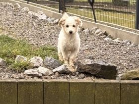 Malteser Bichon Frisé rüde/ Hündon