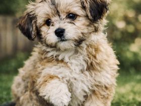 Bollipoo Hündin mit Gesundheitszeugniss