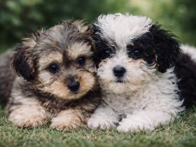 Bollipoo Hündinnen mit Gesundheitszeugniss