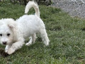 Malteser Bichon Frisé rüde