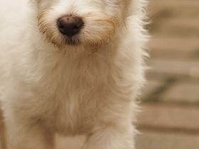 Maltipoo Welpen mit  Gesundheitszeugniss sofort Abgabebereit