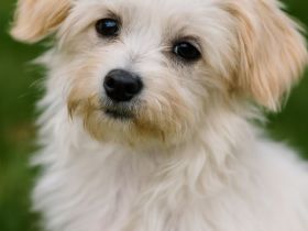 Maltipoo Welpen mit  Gesundheitszeugniss sofort Abgabebereit