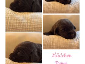 Labrador Welpen