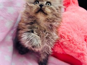 Super süße Maine Coon-Sibirische Waldkatze, weibliches Kitten abzugeben