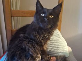 Bildhübsches schwarzes Maine Coon Katerchen 9 Monate jung mit Stammbaum
