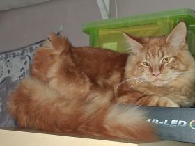 wunderschöner reinrassiger Maine Coon Kater in rot mit Stammbaum