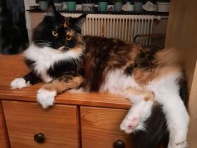 bezaubernde reinrassige dreifarbige Maine Coon Dame mit Stammbaum