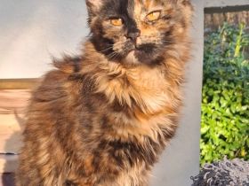 bildhübsches reinrassiges black tortie Maine Coon Mädchen mit Stammbaum