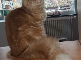 wunderschöner reinrassiger Maine Coon Kater in rot mit Stammbaum