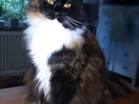 wunderschöne Maine Coon Prinzessin sucht Lebensplatz mit Stammbaum