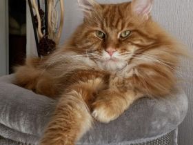 Maine Coon Deckkater mit Stammbaum