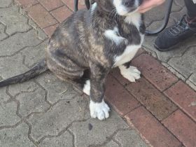 Zwei Schäferhund-Mischlingsrüden suchen ein liebevolles Zuhause