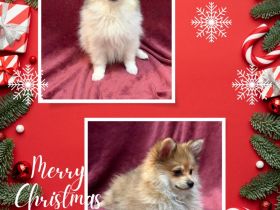 Menschenbezogene Pomeranian Zwergspitz Welpen erkunden die Welt