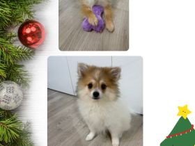 Menschenbezogene Pomeranian Zwergspitz Welpen erkunden die Welt