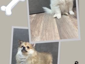 Süße Pomeranian Zwergspitz Welpen suchen Ihr Zuhause
