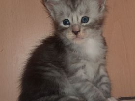 Maine Coon Kittem Jungs und Mädels mit Stammbaum