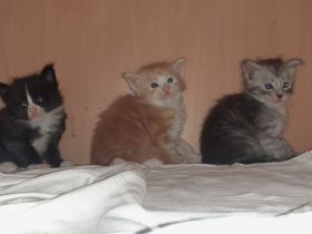 Maine Coon Kittem Jungs und Mädels mit Stammbaum