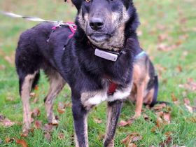 Bandi auf Pflegestelle in 55411 Bingen sucht sein Für-immer-Zuhause