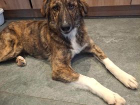 Asta auf Pflegestelle in 86911 Dießen sucht ihr Für-immer-Zuhause