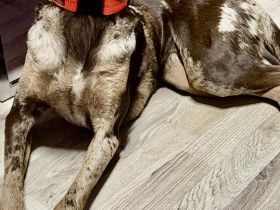 Schweren Herzens muss ich meine junge Hündin, ein liebevoller Mischling aus Magyar Vizsla und Austra