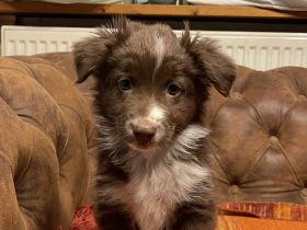 Miniature Australian Shepherd Welpen