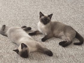 🐾 Zauberhafte Siamkätzchen suchen ein Zuhause 🐾