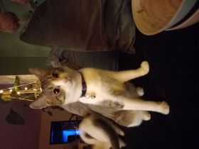 Oscar (w)🙃🐱sucht eine liebevolle Familie