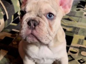 Charmantes Zuhause gesucht!