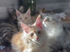 Wunderschöne, verspielte Mädchen und Jungen