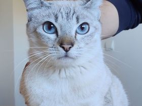 Cassandra, menschenbezogen und sozial, freut sich auf eine nette Familie