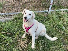 Sonnenschein Tau sucht seine Menschen