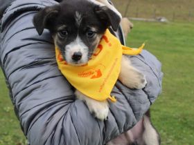 Fredy – kleiner Kämpfer mit großem Herz