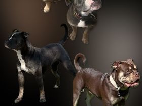 Old English Bulldog (OEB) Wurfankündigung Januar 2026