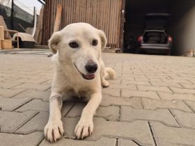 Liebenswerte Jule sucht Familienanschluss