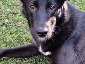 Junge Elly sucht eine Familie!