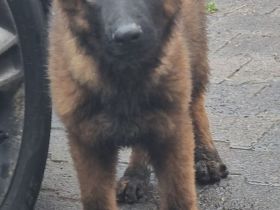 Junger Deutscher Schäferhund