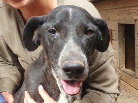 Ayla, verspielte, bewegungsfreudige, menschenbezogene Junghündin, 1,5 J, 54 cm