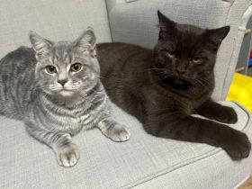 Zwei junge BKH Kater suchen ein neues Zuhause