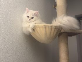 Löki sucht die große liebe