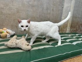 Pan - wartet sehnsüchtig auf sein Glück