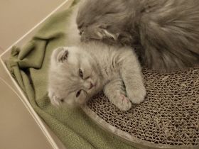 BKH Kitten Mix Baby Katzen