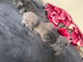 BKH Kitten Mix Baby Katzen