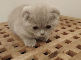 BKH Kitte Mix Baby Katze