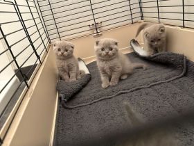 BKH Kitten Mix Baby Katzen