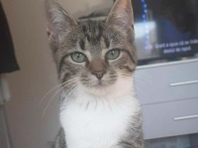 Katzenbaby Leila mit viel Herz