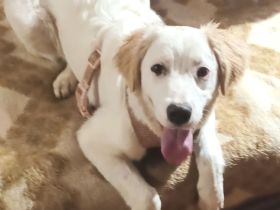 Smilla, a.d.Tierschutz, sucht Happy-Home