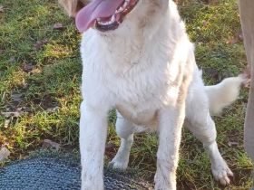 Smilla, a.d.Tierschutz, sucht Happy-Home