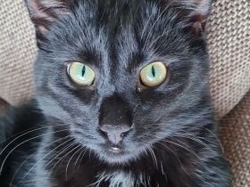 2 liebe schwarze Katzen suchen neues Zuhause